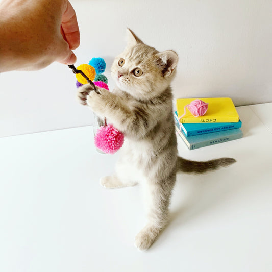 ‘Not a cat person,’ he said…../ The search for Fat Edna…