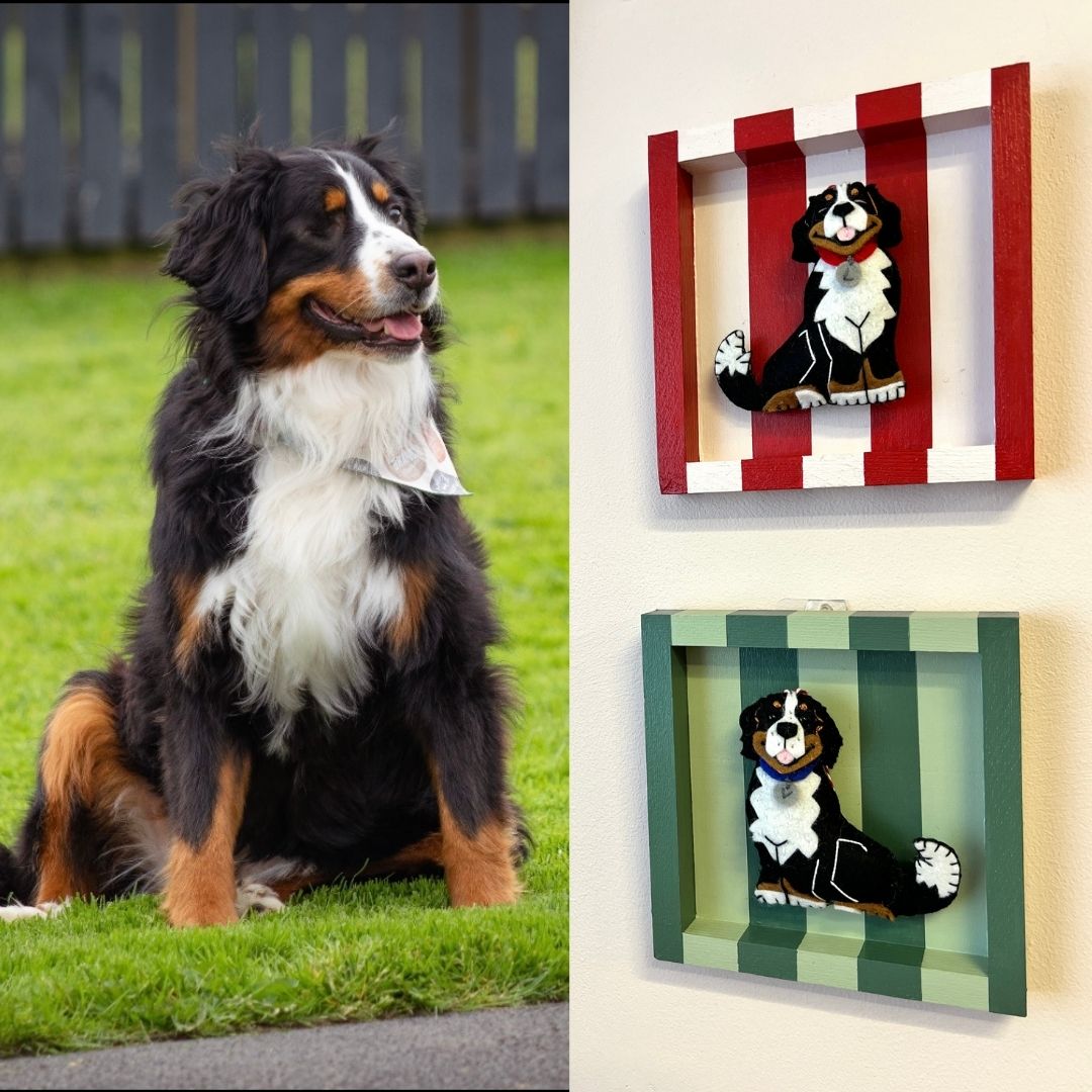 A Bernese mountain dog is shown sitting on grass outdoors on the left, while the right side shows two framed dog portraits mounted on a wall. One frame is red and white striped and the other is green and white striped, each containing a small felt ornament or a Bernese Mountain dog.
